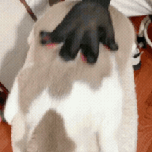 Guante de Aseo para Mascotas