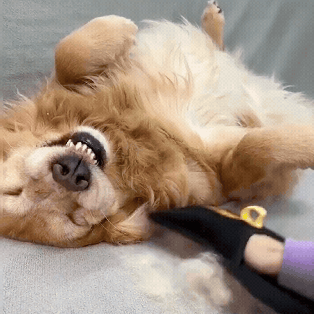 Pelux™ Guante Antipelos para Mascotas